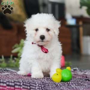 Rambo, Bichon Frise Puppy